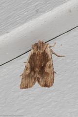 Lithophane hemina