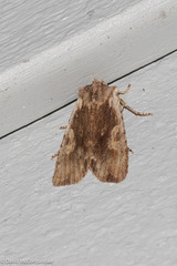 Lithophane hemina