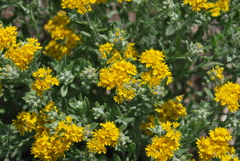 Psilostrophe tagetina