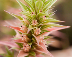 Pleurophora pungens