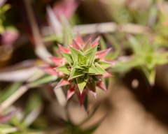 Pleurophora pungens