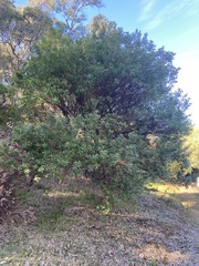 Gastrolobium bilobum