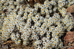 Helichrysum cerastioides