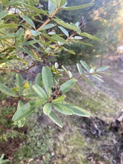 Gastrolobium bilobum