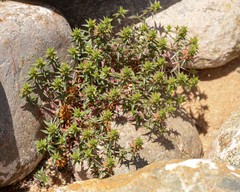 Pleurophora pungens