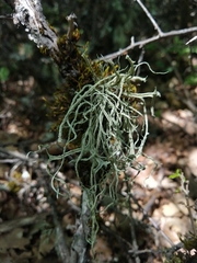 Ramalina calicaris