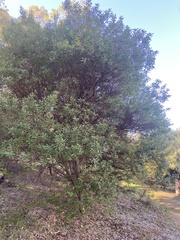 Gastrolobium bilobum