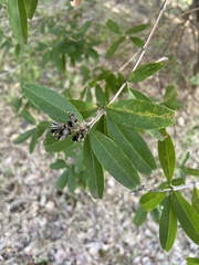 Gastrolobium bilobum