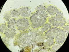 Ascobolus lineolatus