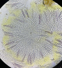 Ascobolus lineolatus