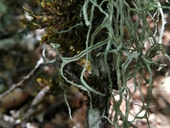 Ramalina calicaris