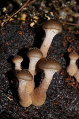 Armillaria hinnulea