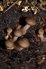 Armillaria hinnulea
