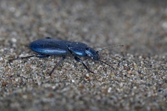 Poecilus puncticollis