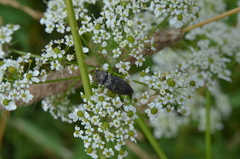 Prosternon tessellatum