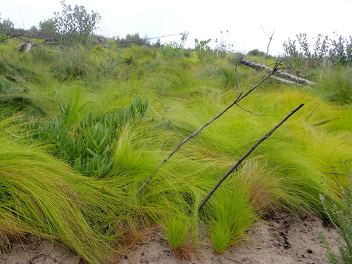 Image of Ficinia acuminata by (c) Nicola van Berkel, some rights reserved (CC BY-SA)