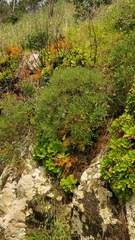 Plantago arborescens image