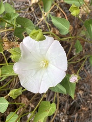 Calystegia macrostegia macrostegia