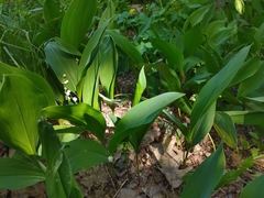 Convallaria majalis
