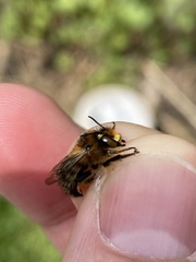 Anthophora furcata