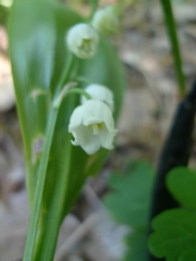 Convallaria majalis
