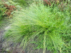 Ficinia fascicularis