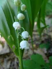 Convallaria majalis