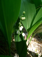 Convallaria majalis