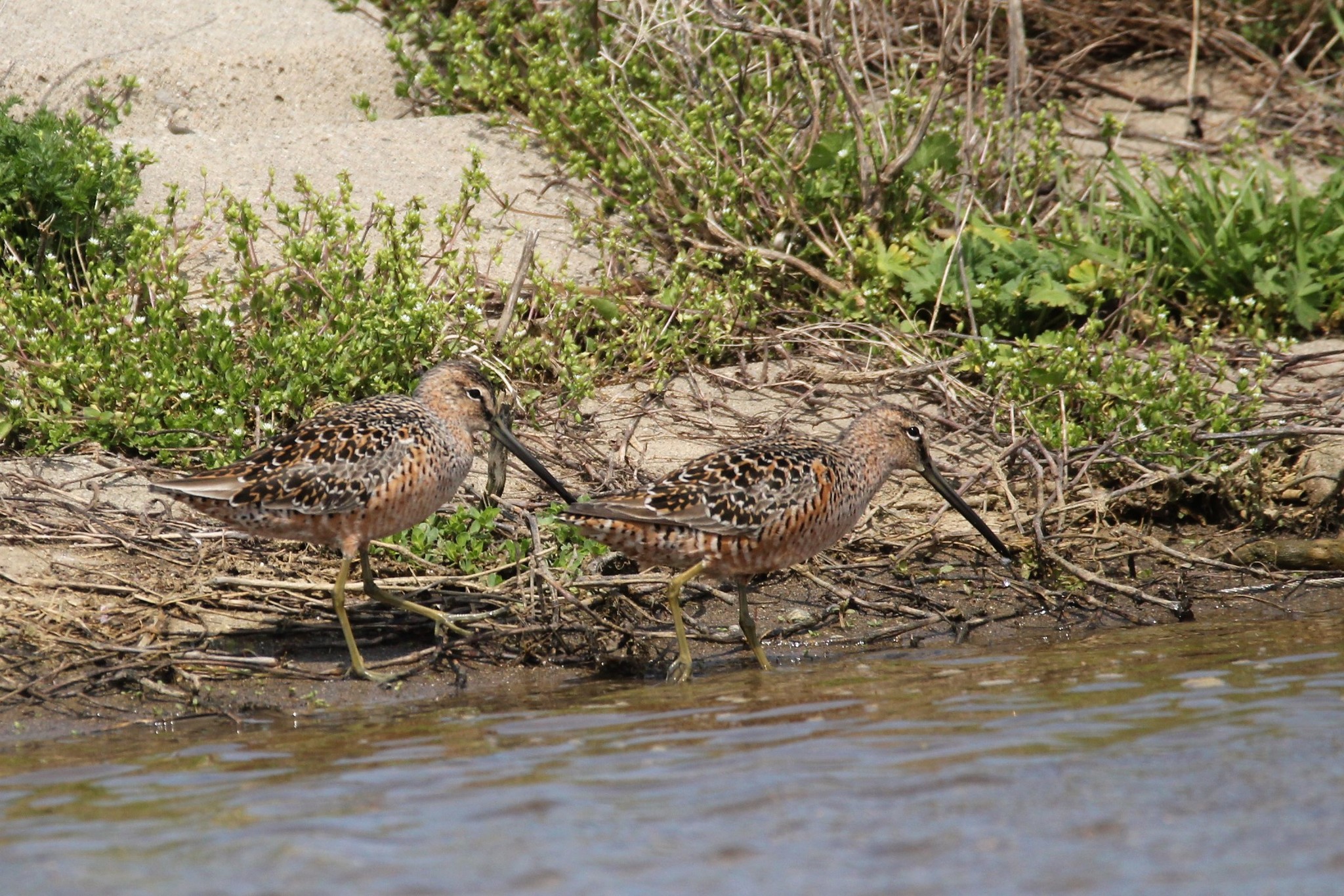 Long-billed Dowitcher