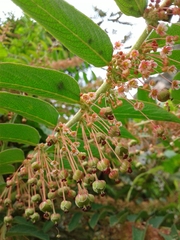 Phyllanthus salviifolius