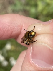 Anthophora furcata