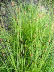 Ficinia fascicularis