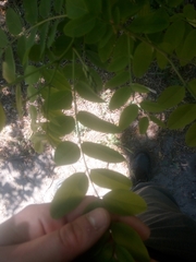 Robinia pseudoacacia