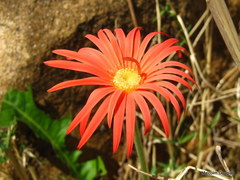 Gerbera jamesonii