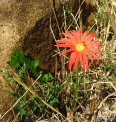 Gerbera jamesonii