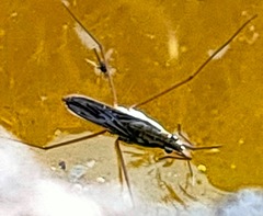 Gerris latiabdominis