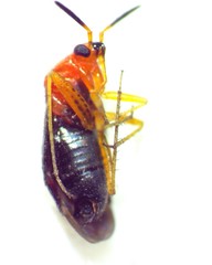 Rhinocapsus vanduzeei