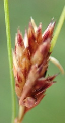 Ficinia fascicularis