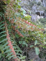 Phyllanthus salviifolius