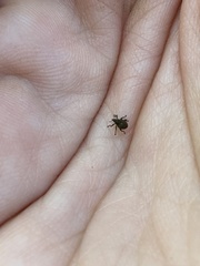 Rhinoncomimus latipes