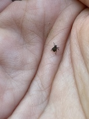 Rhinoncomimus latipes