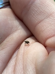 Rhinoncomimus latipes