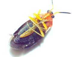 Rhinocapsus vanduzeei