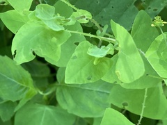 Rhinoncomimus latipes