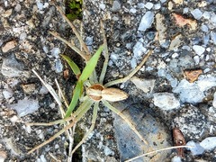 Araneae