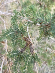 Melaleuca incana