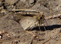 Gegenes pumilio gambica
