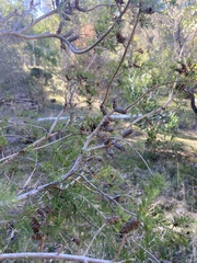 Melaleuca incana