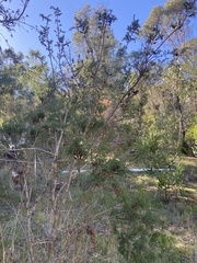 Melaleuca incana