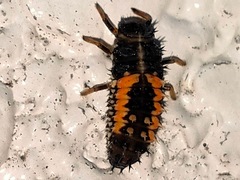 Harmonia axyridis